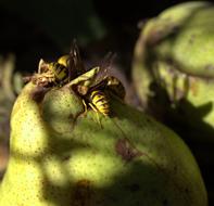 insect on fruit in shade
