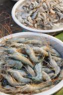 raw seafood