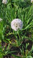 onion bloom