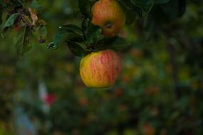 homemade apples in garden