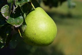 Pear Fruit Fruits