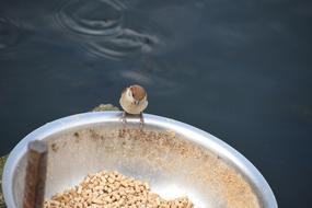 bird eats from feeder