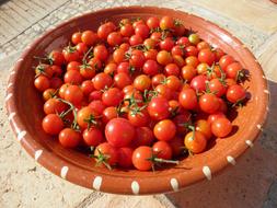 great harvest