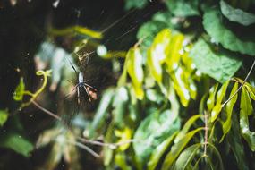 spider on web in the garden