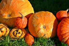 Fresh delicious pumpkins