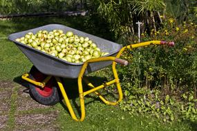 apples in cart