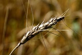 long ear of wheat