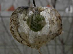 withered fruit