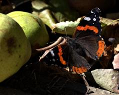 beautiful butterfly in garden
