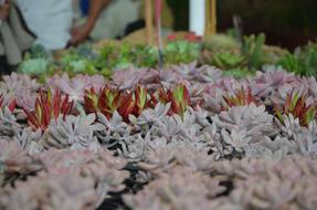 flower greenhouse