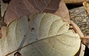 dried large leaves