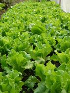 Fresh green lettuce leaves