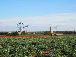 field with windmills