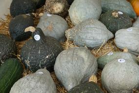 green pumpkins in the hay