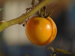 Tomatoes Vegetables Plant