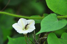 bee in the garden