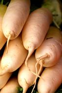 Vegetable fruit roots