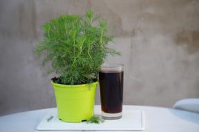 potted flower and drink