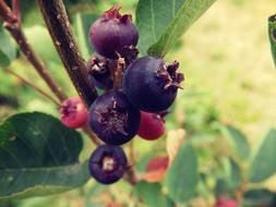 Blueberries Green Nature