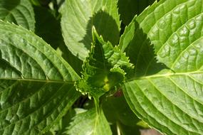 leafy garden plants