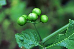 green berries wild