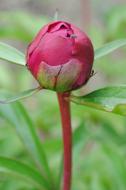pink peony is beautiful