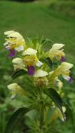 flower in garden is green