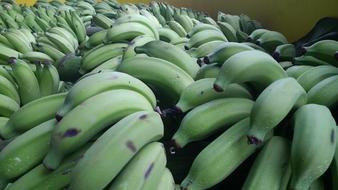 Green healthy bananas