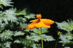 flower in garden is bright