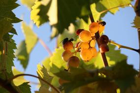 sweet berries in light
