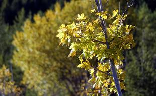 leaves on tree