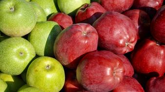 harvest of green and red apples