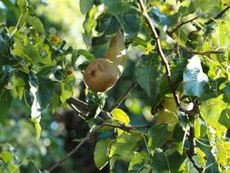 yellow pear tree
