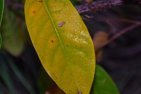 yellow wet leaf