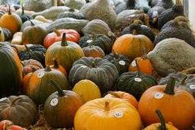 Pumpkin Yellow Healthy