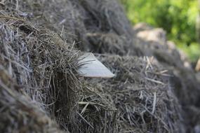 macro view of Straw Mushroom in Nature