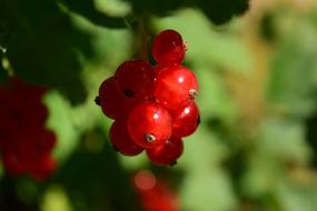 Ripe red currant in the shade