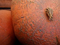 round orange pumpkin