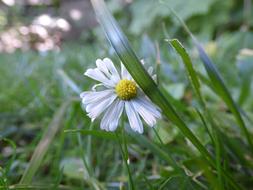 Daisy Grass Flower