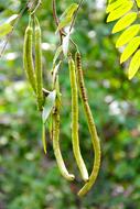 long plant