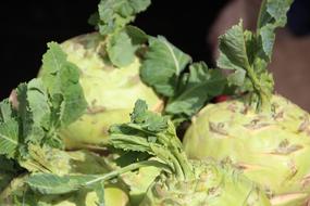 green vegetables in garden