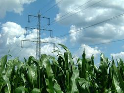 corn leaves under sky