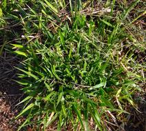 green grass in the ground