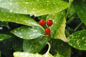 juicy berries in garden