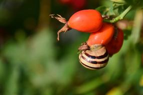 snail on berry