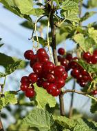 red sweet ripe berries