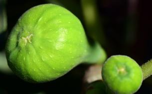 unripe figs