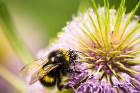 funny bumblebee