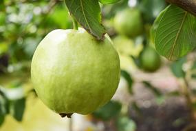 Green fresh apple on the branch