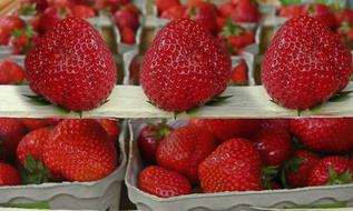 boxes of strawberries